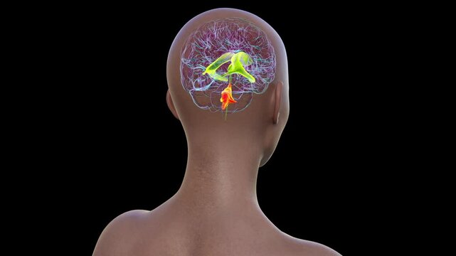 Fourth brain ventricle, animation