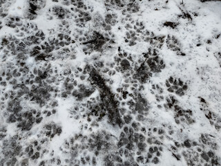 paw prints in the snow. tracks on the ground. tracks in the sand. dog and wolf paw prints. animal tracks on the ground.