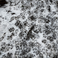 paw prints in the snow. tracks on the ground. tracks in the sand. dog and wolf paw prints. animal tracks on the ground.