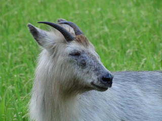 Fototapeta premium 二ホンカモシカ