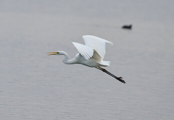 Great egret in flight