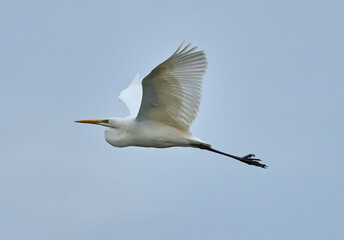 Great egret in flight