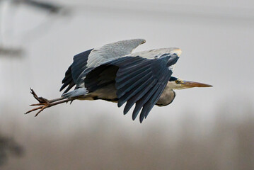 Grey heron in flight