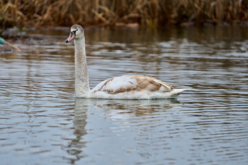 Juvenile swan on a river