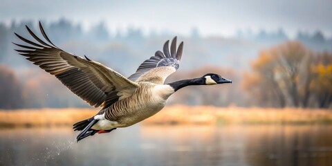 Majestic Canada Goose in Flight Over a Gray Sky - Serene Nature Scene, Bird Photography, Wildlife, Migration, Outdoor, Natural Habitat, Avian Beauty, Calm Atmosphere, Scenic Landscape