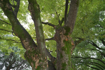 Calm Meditation Forest秋の森公園