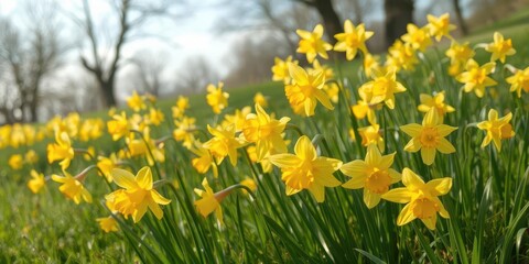 Fototapeta premium Bright yellow daffodils blooming in a spring meadow, spring flowers, outdoor
