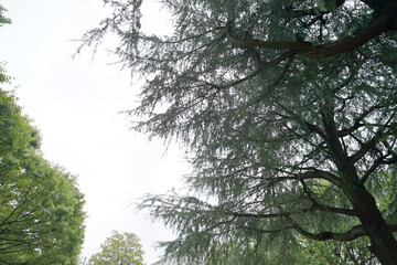 Calm Meditation Forest秋の森公園