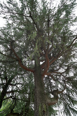 Calm Meditation Forest秋の森公園