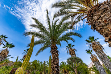 Obraz premium palm tree surrounded by cactus on a bright blue sky with clouds background - palmera canariensis - canary