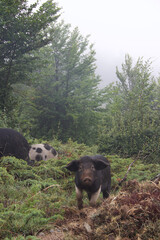 Wild pig in the mountains of Corsica, france