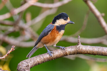 Fototapeta premium 枝にとまるヤマガラ