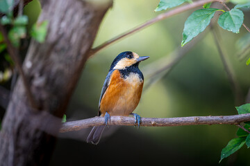 Fototapeta premium 枝にとまるヤマガラ