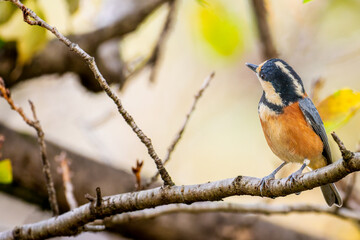 枝にとまるヤマガラ