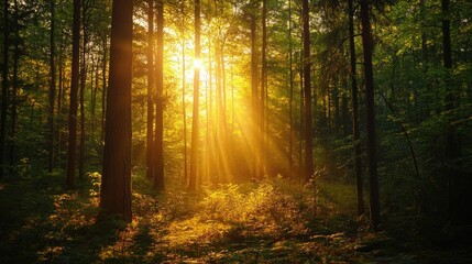 Fototapeta premium Golden Hour in the Forest: Sunbeams Dappling Through Trees