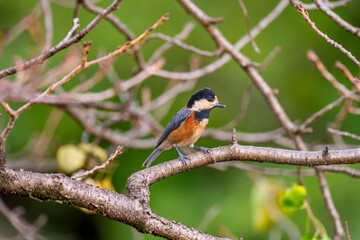 Naklejka premium 枝にとまるヤマガラ