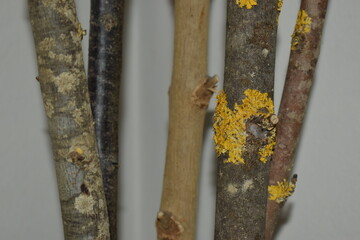 Troncos con liquens pegados
