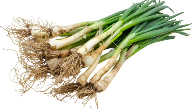 Freshly harvested green onions displayed against a vibrant background, showcasing their earthy roots and vibrant green tops