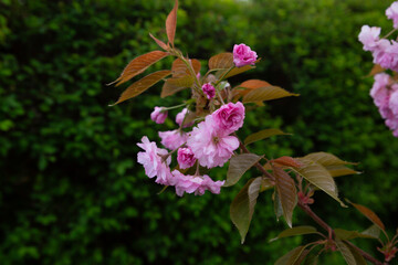 Blossom natural background with blooming pink cherry bush in garden