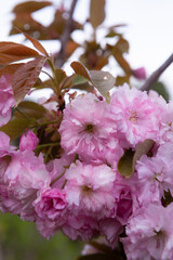 Close up of  Blossom pink cherry spring concept sakura
