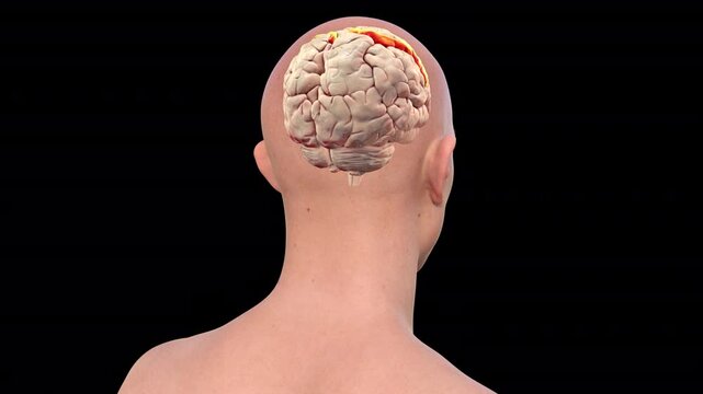 Postcentral gyrus of brain, animation