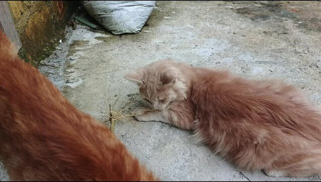 Cats feel euphoria from the roots of the Acalypha indica plant