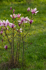 small magnolia bush in the garden against a background of green grass