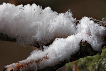 An unusual natural phenomenon - mysterious hair ice on wood looks like angle hair. The fungus Exidiopsis effusa is responsible for this crystallization process.  © Iwona