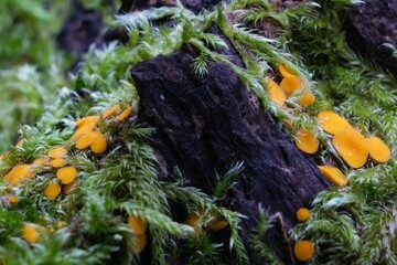 Interesting little mushrooms on wood - Bisporella citrina, commonly known as yellow fairy cups or lemon discos