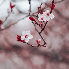 beautiful cherry blossom flower in springtime, sakura flower