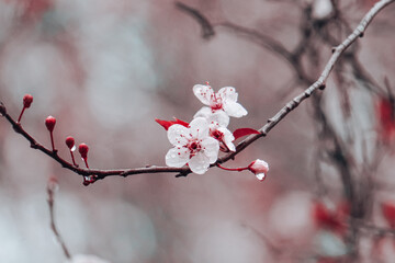 beautiful cherry blossom flower in springtime, sakura flower