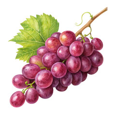 Fototapeta premium Bunch of purple grapes with green leaves. on transparent cutout, PNG file