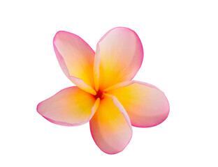 frangipani flower isolated on white background
