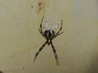 argiope appensa on web