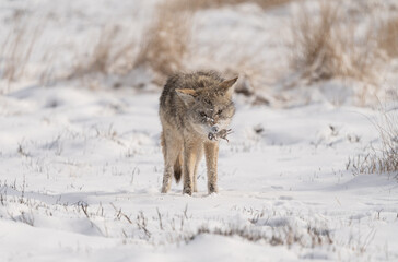 Coyote (Canis latrans) shaking snow off a vole in a snowy Colorado meadow