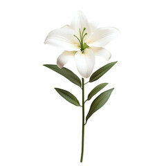 Obraz premium A beautiful lily flower with white petals on a transparent background.