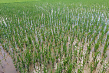 Views of neatly lined rice fields, creating a peaceful and beautiful atmosphere