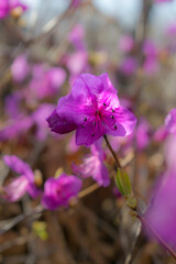 Rhododendron of bright pink color. Asian rhododendron. Rhododendron from the shores of the Pacific Ocean.