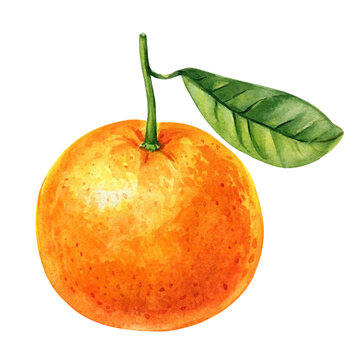 recommend clip art: Mandarin branch with green leaves watercolor citrus fruit., Botanical orange illustration, isolated white background