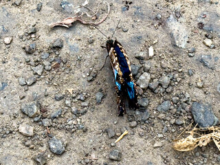 Schmetterlingspark Sassnitz