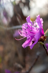 Rhododendron of bright pink color. Asian rhododendron. Rhododendron from the shores of the Pacific Ocean.