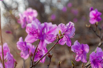 Fototapeta premium Rhododendron of bright pink color. Asian rhododendron. Rhododendron from the shores of the Pacific Ocean.