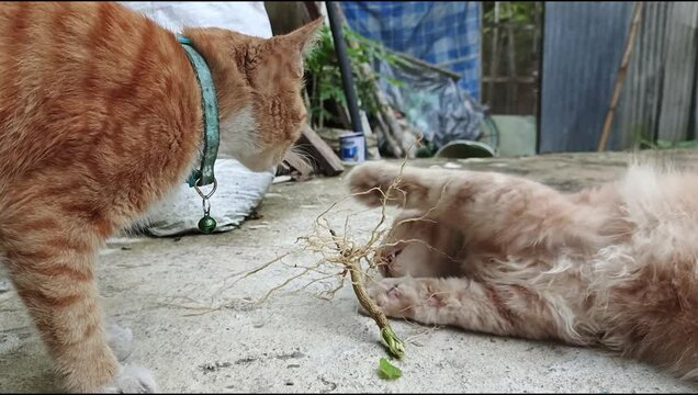 Cats writhe enjoying the roots of the Acalypha indica plant