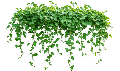 green creepers plant tropical garden vine bush leaves climbing hanging on white