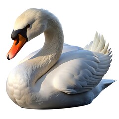 white swan on the water
