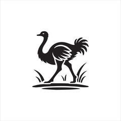 black and white swan