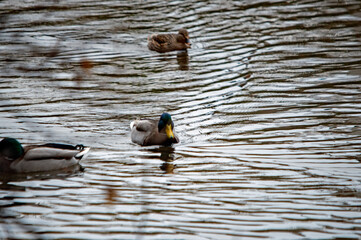 Enten auf ruhiger Wasseroberfläche