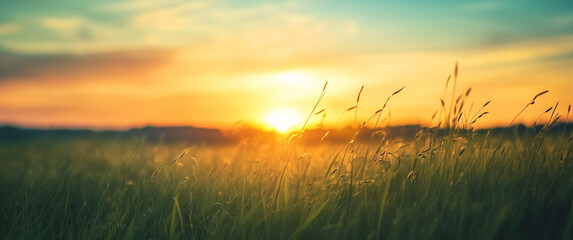 Golden Hour in a Lush Green Meadow With Soft Sunlight