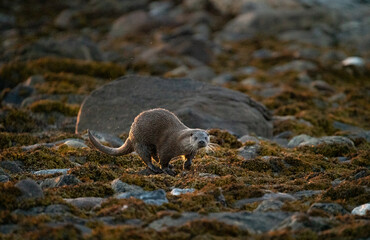 Eurasian otter (Lutra lutra) lit by evening light on the coast of Norway