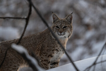 Close up portrait of a bobcat (Lynx Rufus) on a winter colorado day